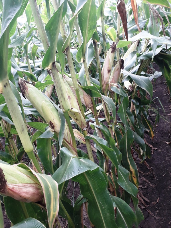 2020 08 15 nafta (1)