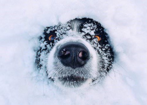 Dog-Snow-Nose