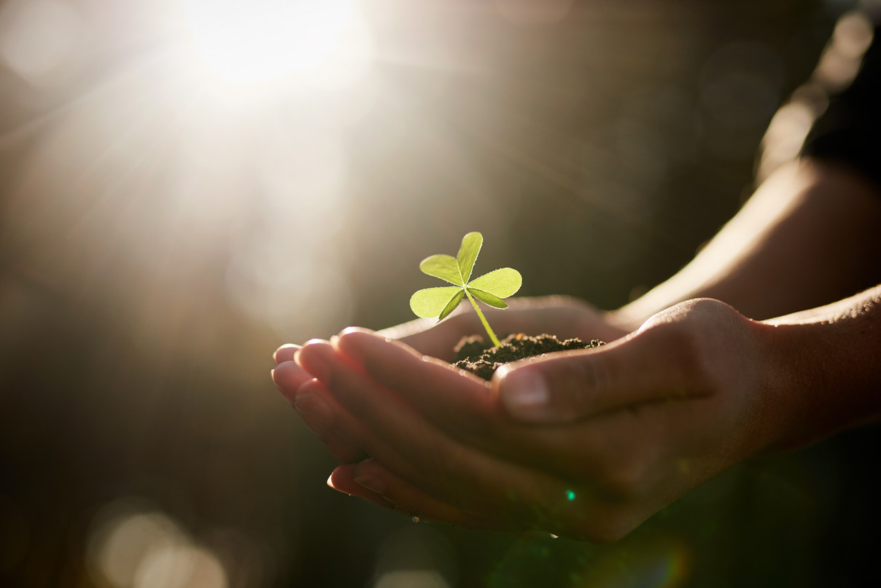 Hands holding a small plant in soil