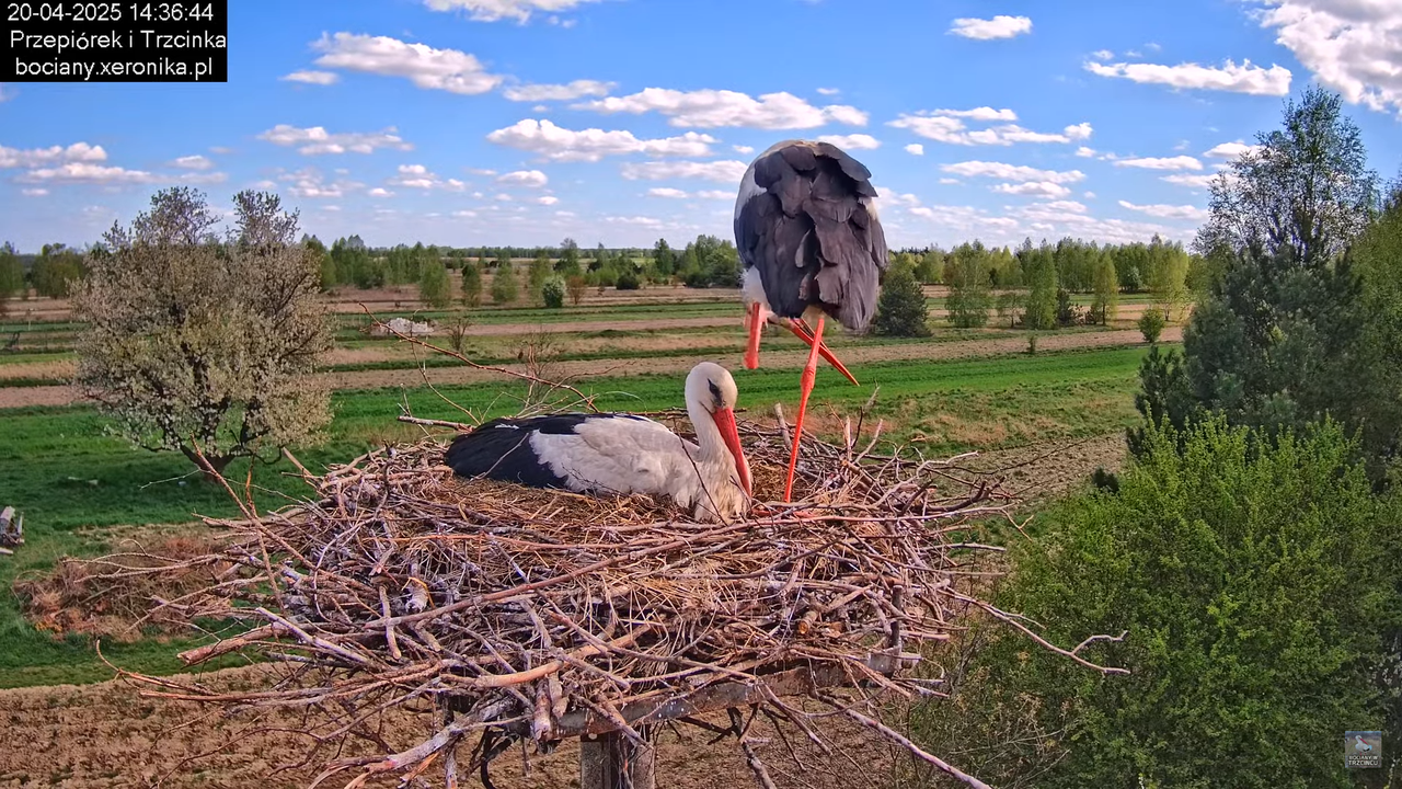 20042025bociany33
