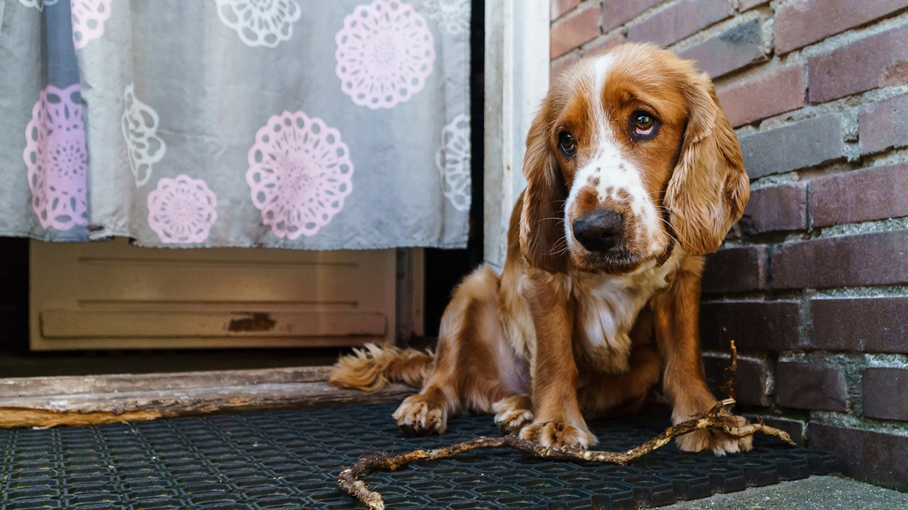 Dogs_English_Cocker_Spaniel_Spaniel_Sadness_526732_1920x1080