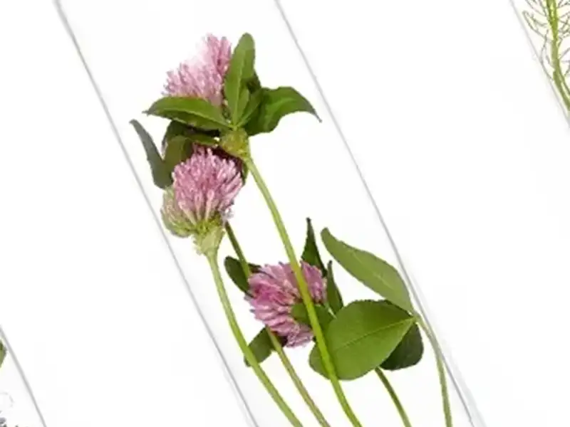 เลือกกลิ่น Scent