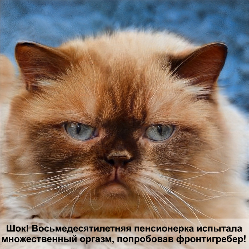 породы кошек с голубыми глазами