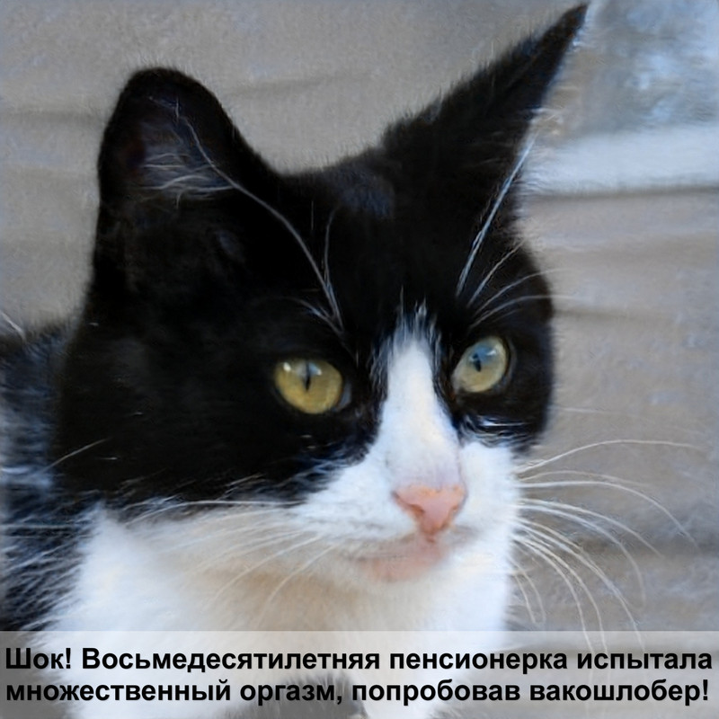 как назвать кошку мейн куна