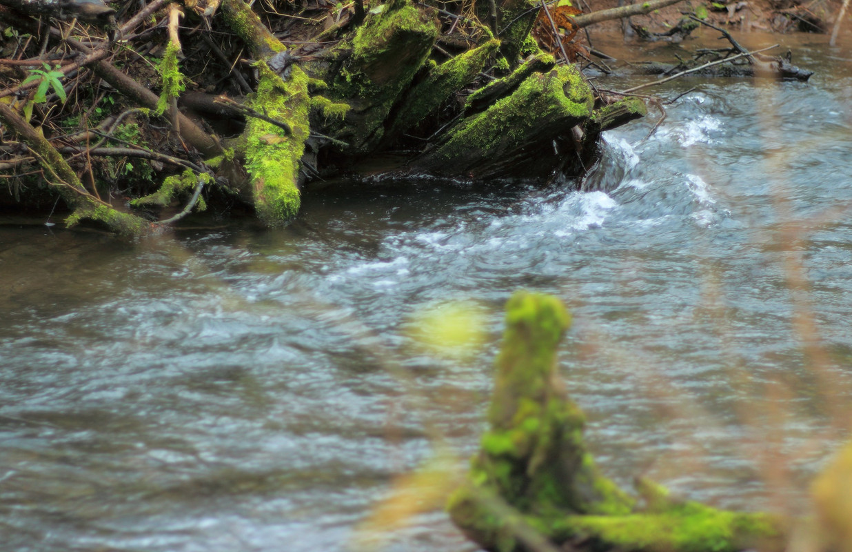 IMG_6645 (2490 x 1611)