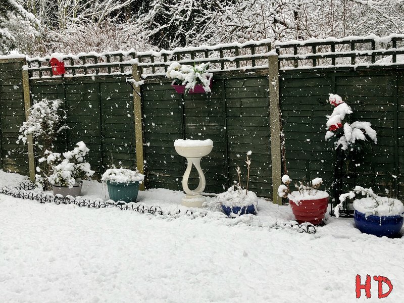 snow-jan24th-2021-garden.jpg