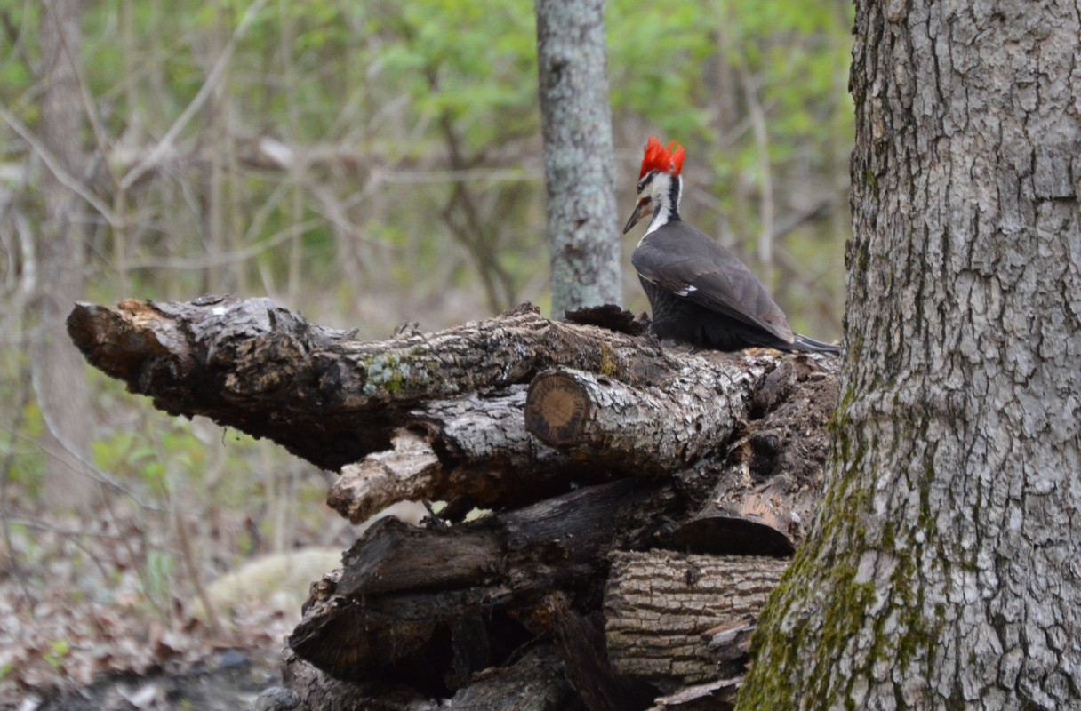 2021-4-23 Pileated Woodpecker (2)