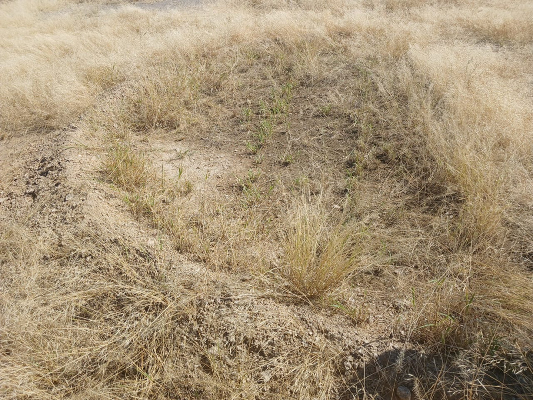 Earth Smiles 2