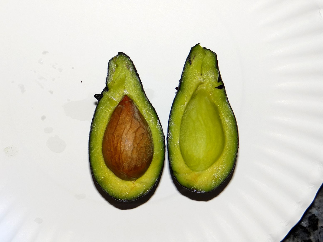 JoeyHarvest#2