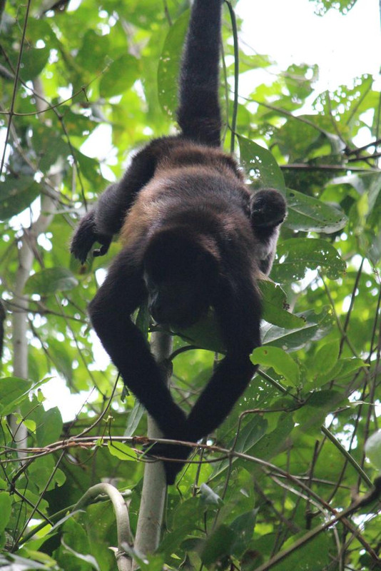 DÍA 5: PARQUE NACIONAL CAHUITA - DE TORTUGAS Y PEREZOSOS. COSTA RICA 2019 (9)