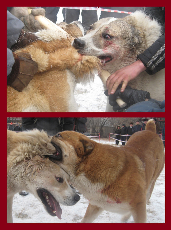 2009.11.21 6 МАМЛЮК 66кг 4г х ХАЙБАР 58кг 4г 51фото