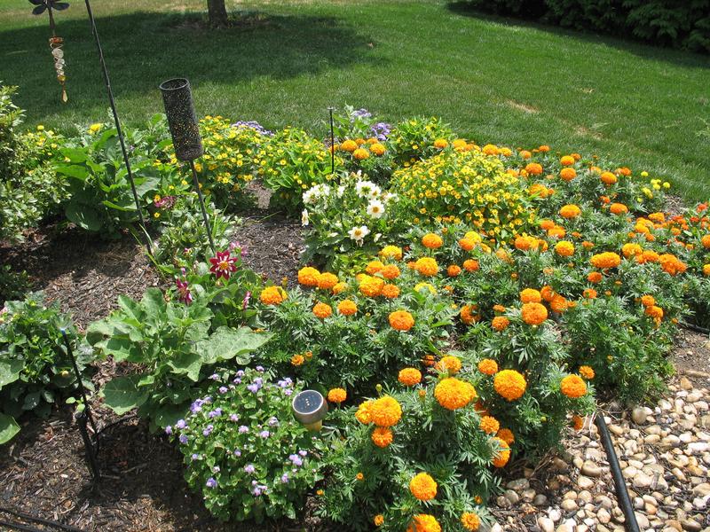 Lawn and Gardens 07.20.2018  (1)