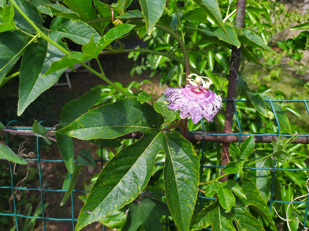 IMG_20250713_122748