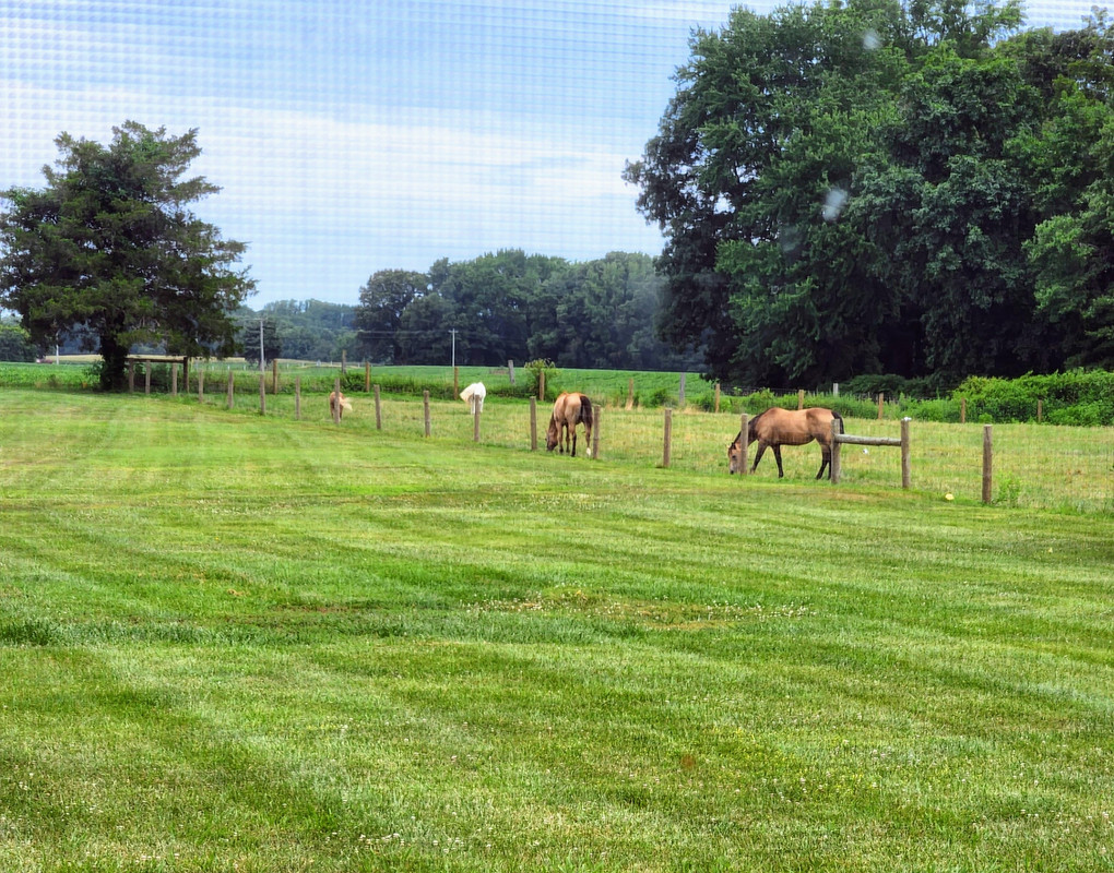 Horses pasture