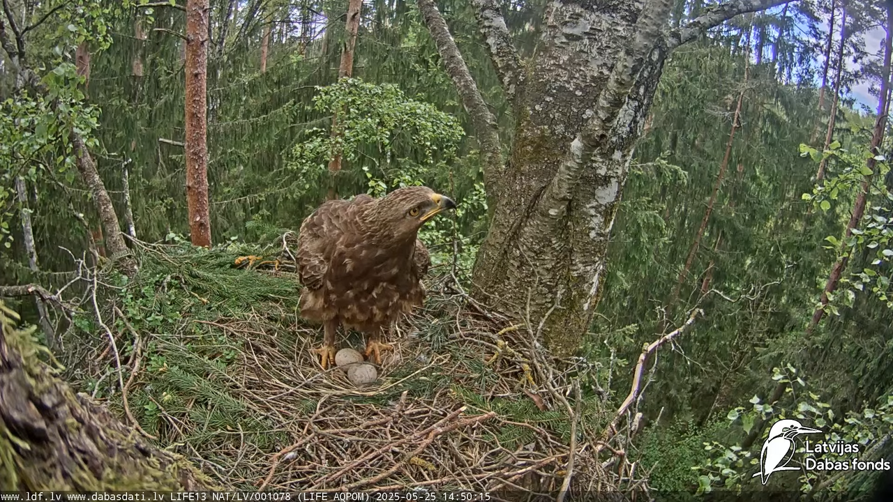 Mazais ērglis (Clanga pomarina), ligzda bērzā 15-12-40 screenshot