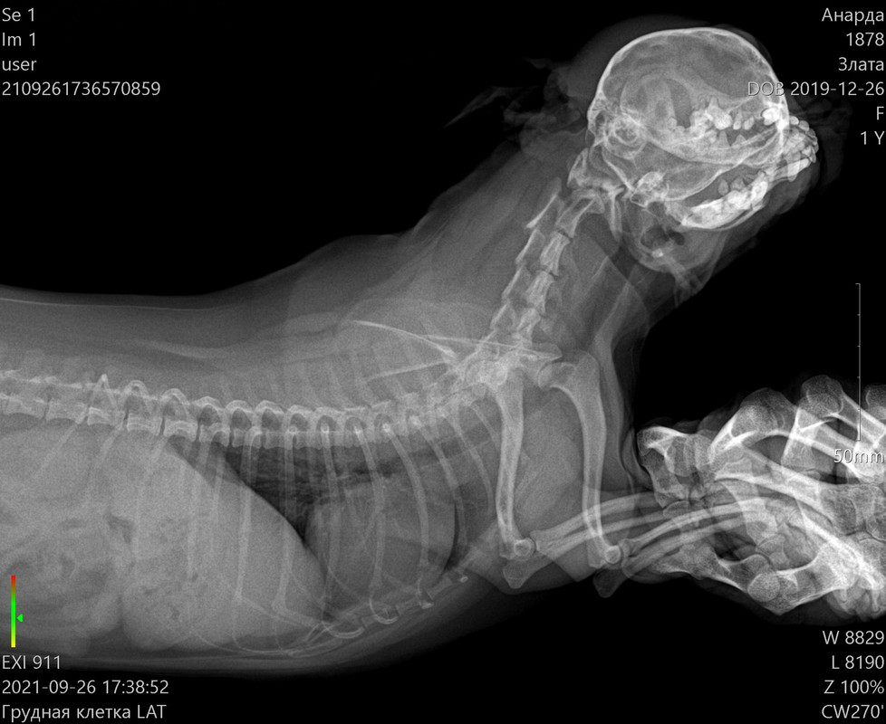 1878_Злата__26-09-2021 17_38_52_1-1