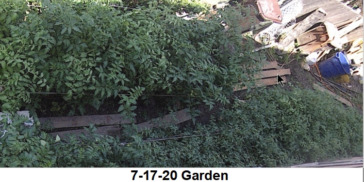 7-17-20-Pre-Blight-Mid-Garden