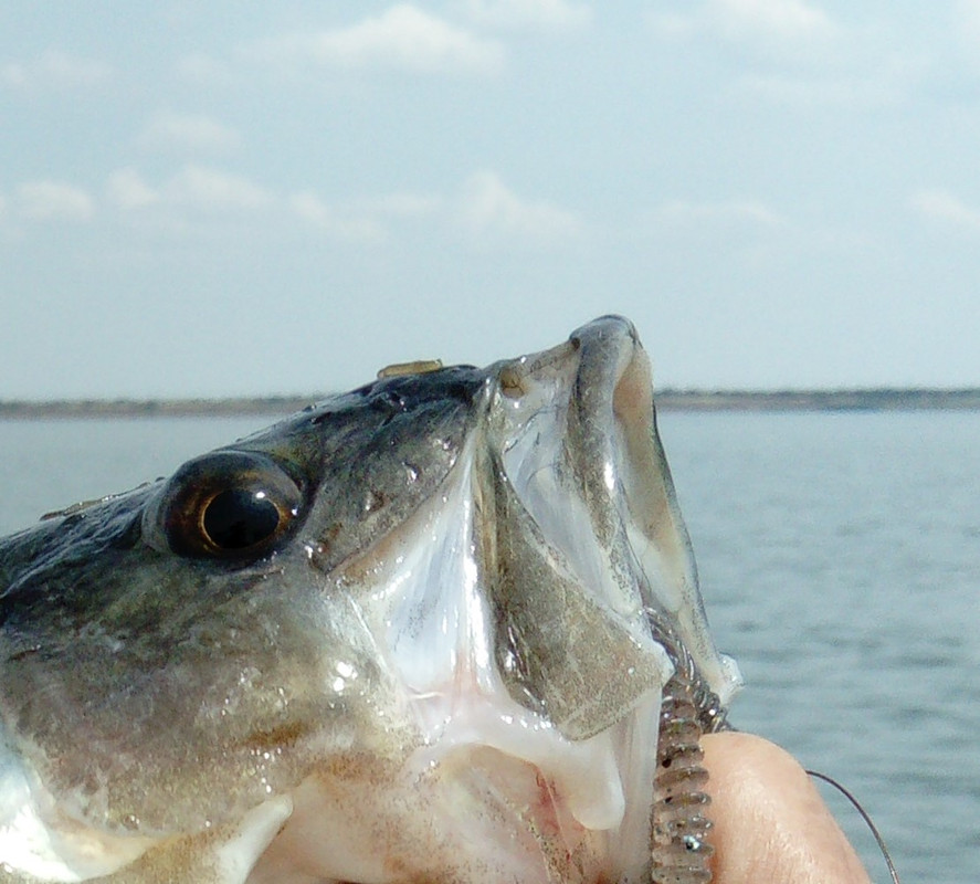 DSC_0941 масштаб