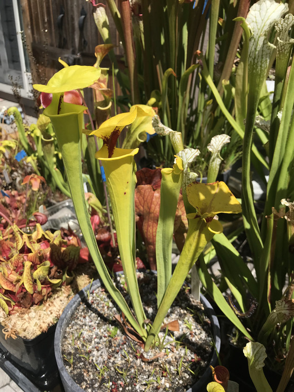 Bob Hanrahan grown by adaetz100, 2020