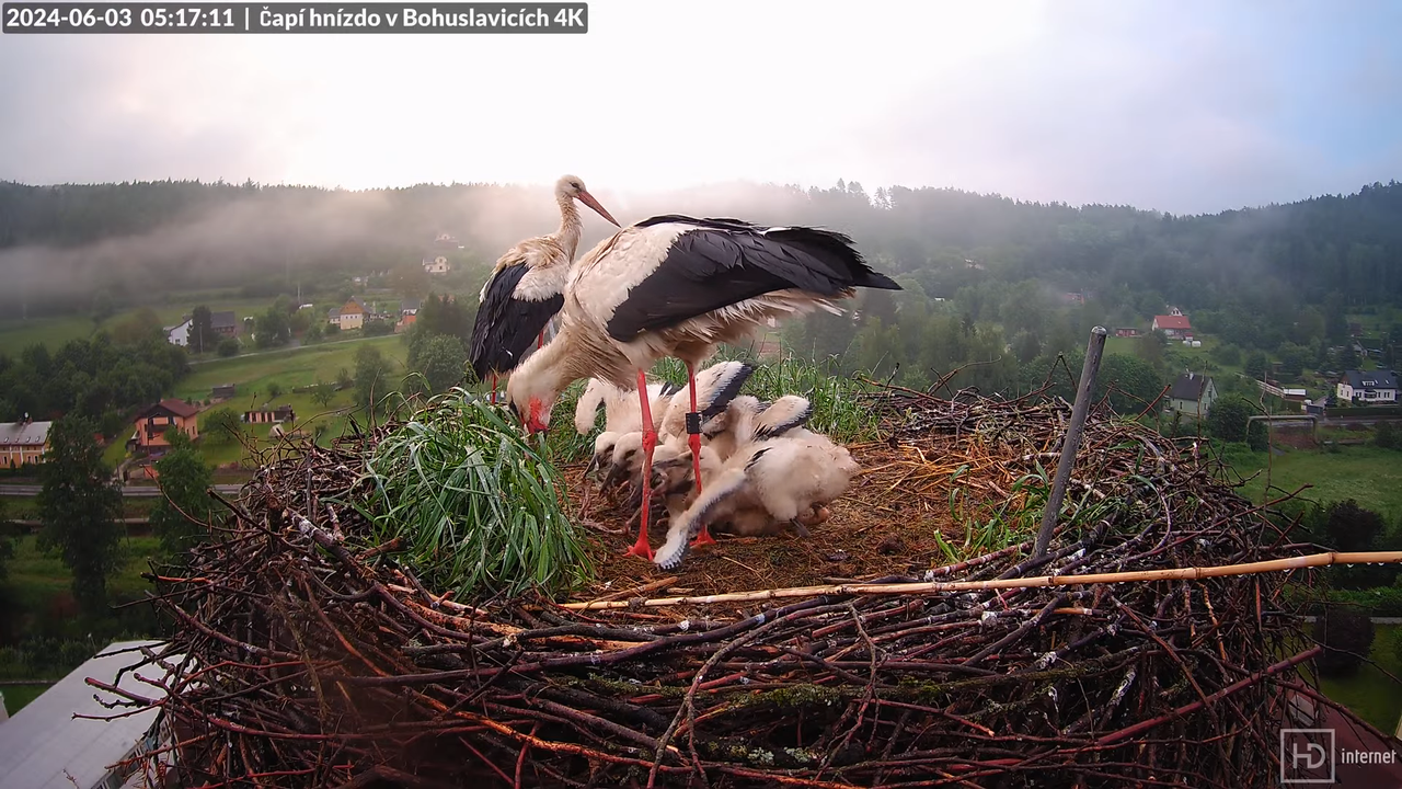 Živě z čapího komína firmy KARA v Bohuslavicích u Trutnova 6-4-51 screenshot