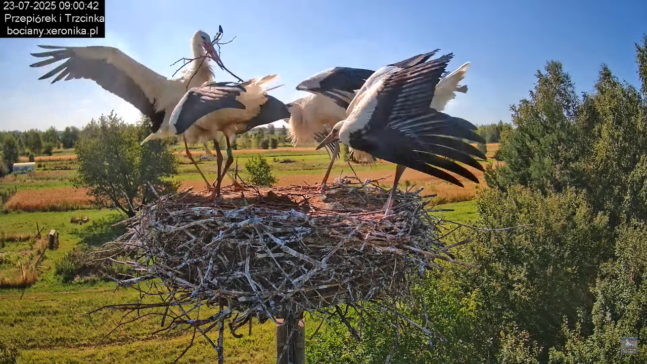 23072025bociany25