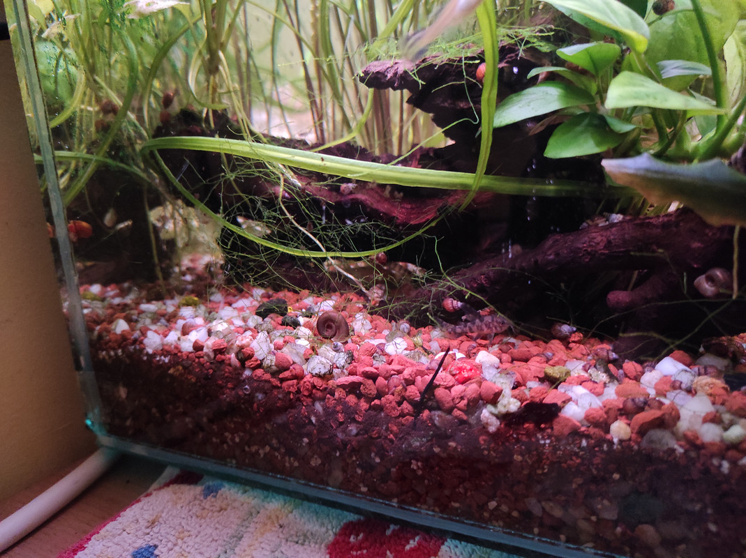 IMG_20210418_60L_manic