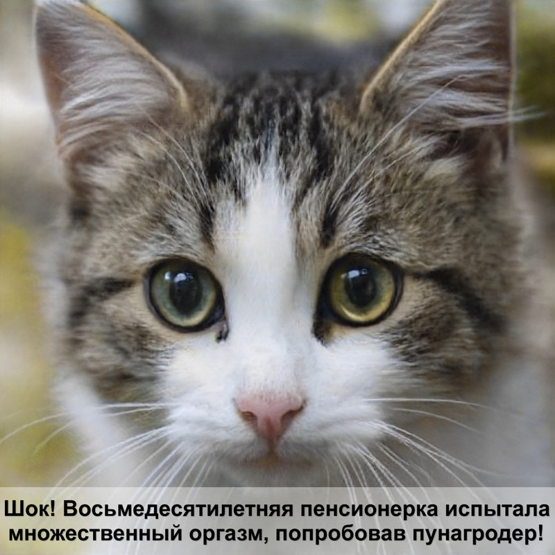 самая красивая сиамская кошка