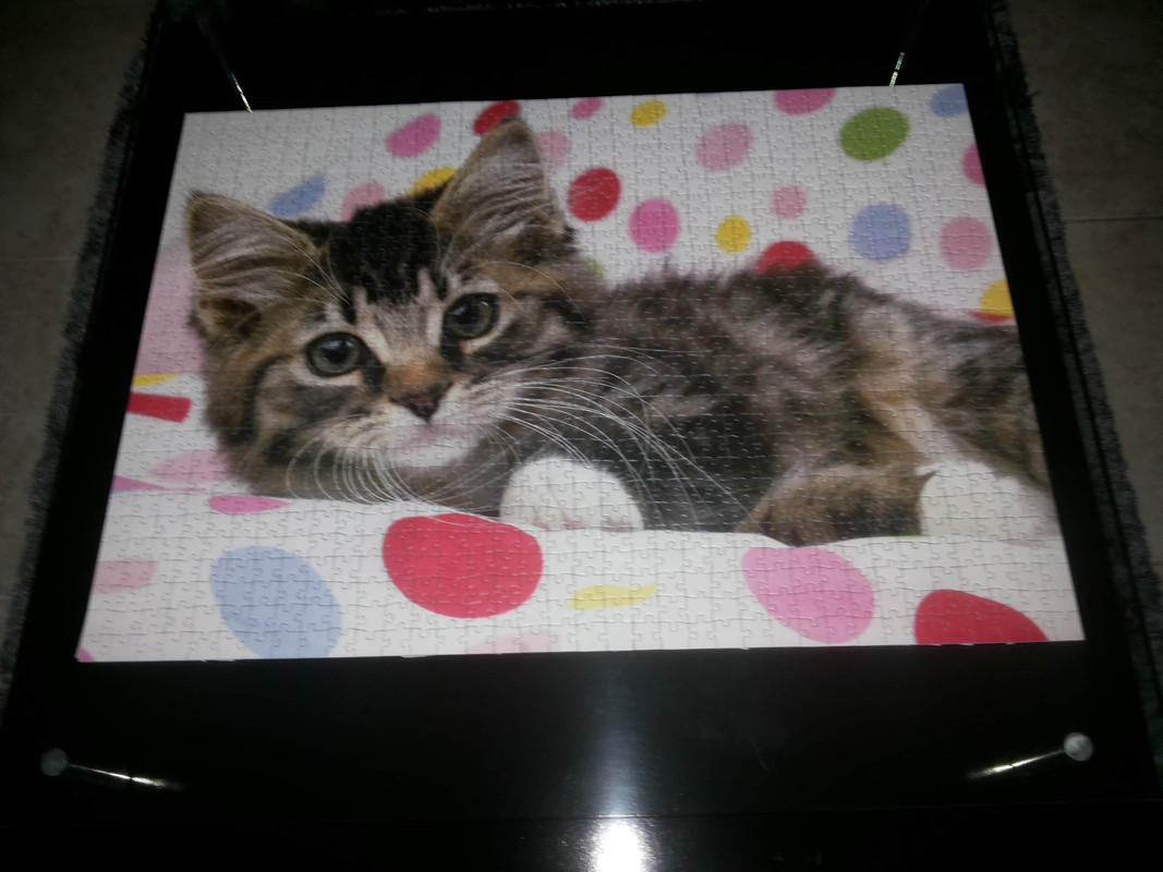 Gatito Avispado -Ravens-1000p 21.6 (16)