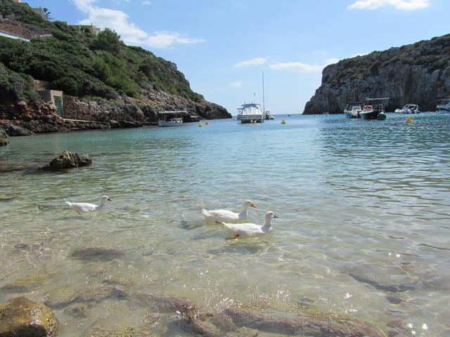 Menorca 2019 - Blogs de España - Día 5 (3 septiembre): Cala Binidali - Cala Canutells - Quesería - Monte Toro (8)