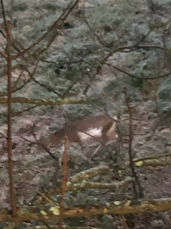 19F53594-6B11-462E-B017-628F7C3FCD97