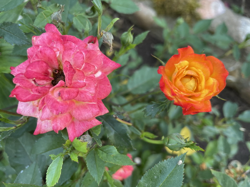 https://i.postimg.cc/HsX48Rss/IMG-5088.jpg