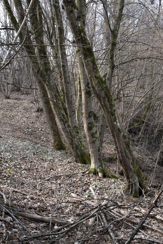 Nikon D700_15mar2022_08 (852x1280)