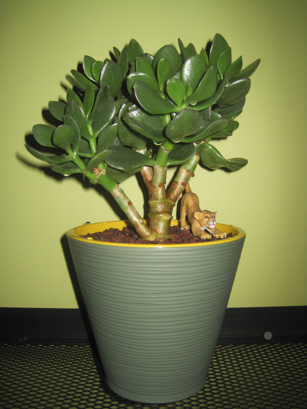 Паллида 23.12.22 г