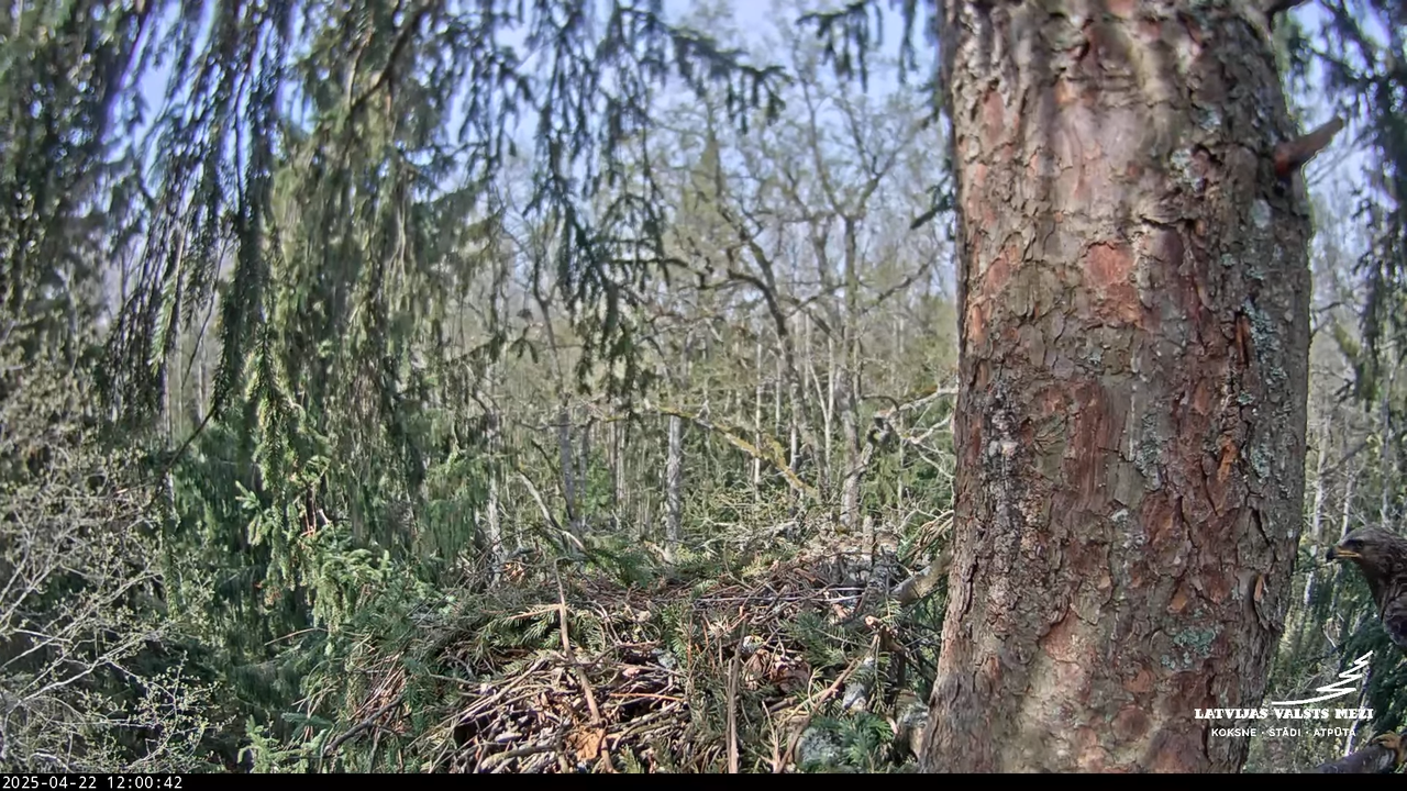 LVM mazais ērglis Lisiņa, egle – Lesser Spotted Eagle 16-6-37 screenshot