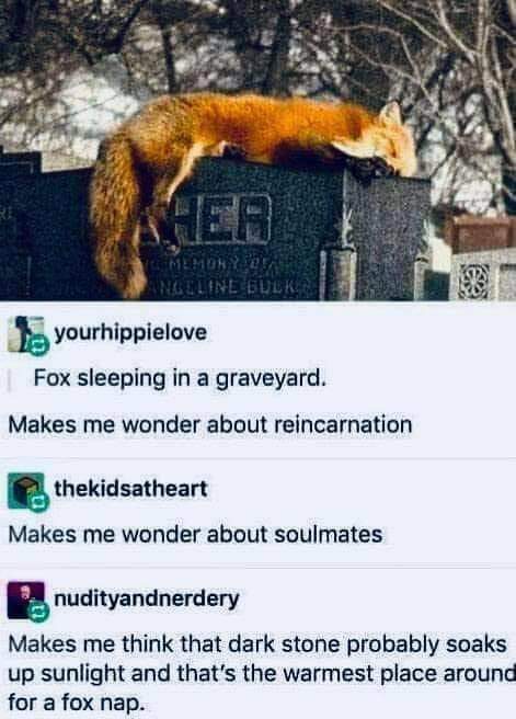 [Image: Fox.jpg]