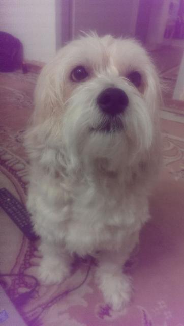 volghan hosseini (122)