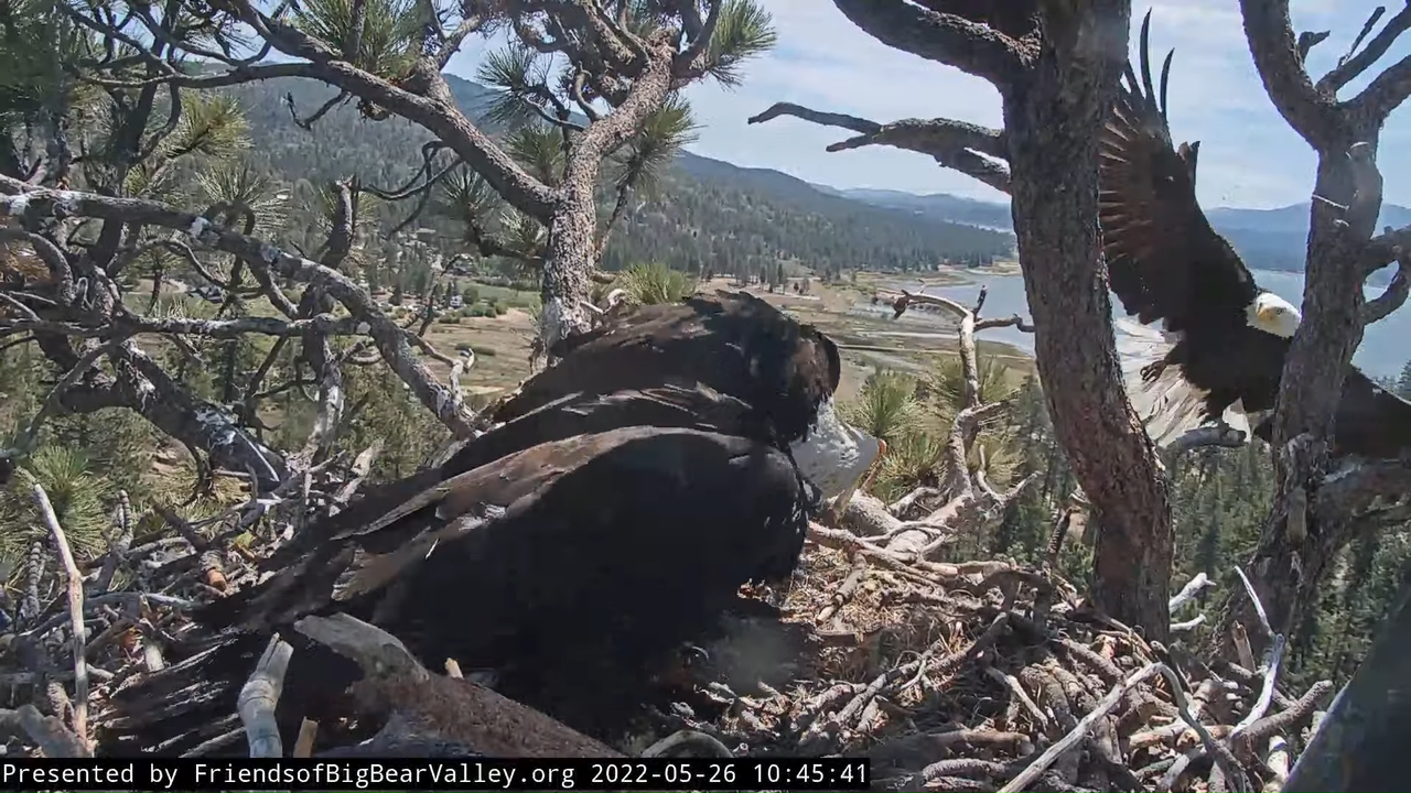 Big Bear Bald Eagle Live Nest Cam 11-7-26 screenshot (2)