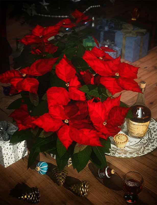 christmas poinsettia plants 00 main daz3d