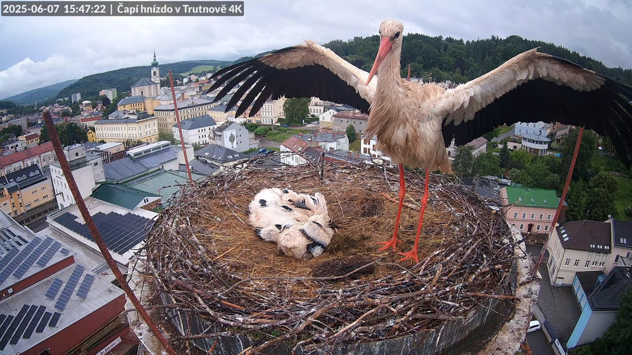 Tiešraide no stārķa ligzdas uz alus darītavas skursteņa Trutnovā 13-28-23 screenshot