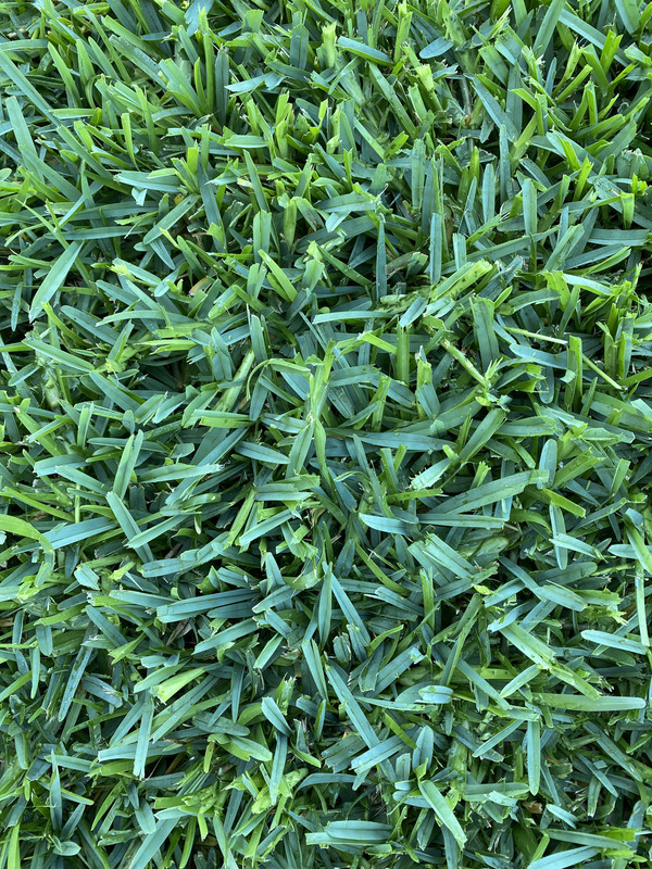 I Need Help For My St Augustine The Lawn Forum