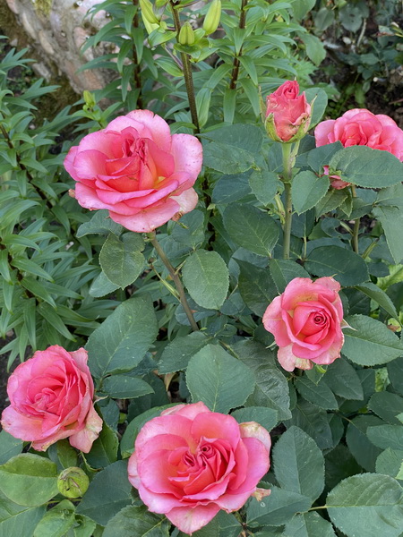 https://i.postimg.cc/Hscq3K58/IMG-5755.jpg