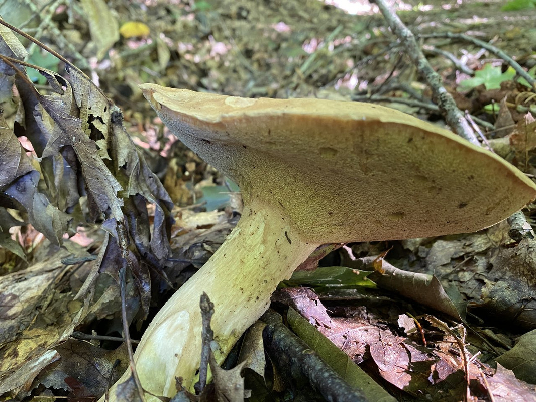 Spring Edible mushroom thread, share you mushroom pictures - Spring ...