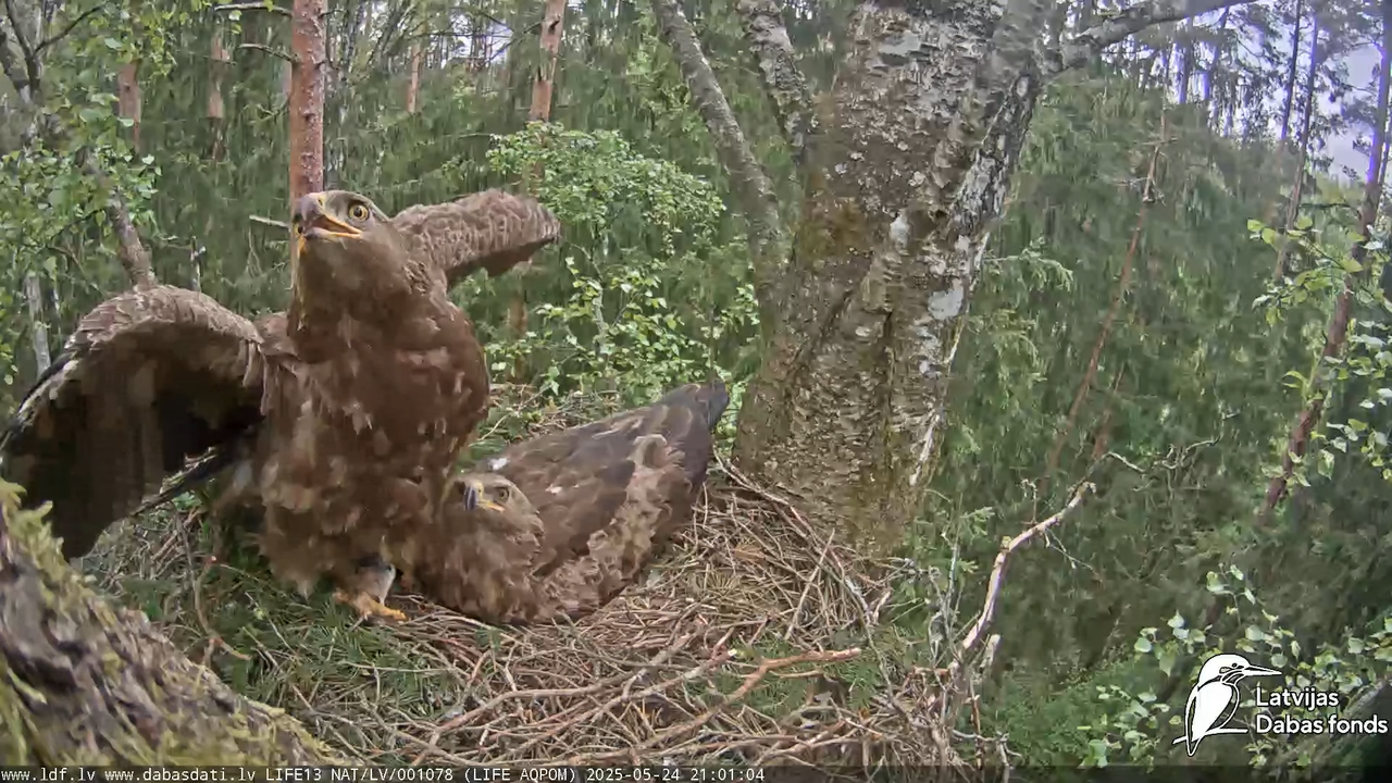 Mazais ērglis (Clanga pomarina), ligzda bērzā 15-23-34 screenshot