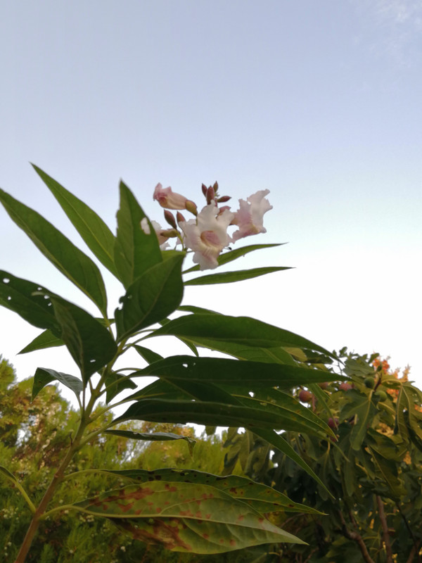 раст chitalpa tashkentensis  IMG_20220909_190300