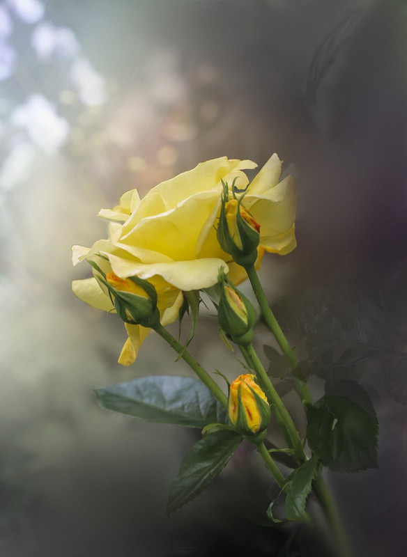 yellow-flower-5336440-1280.jpg