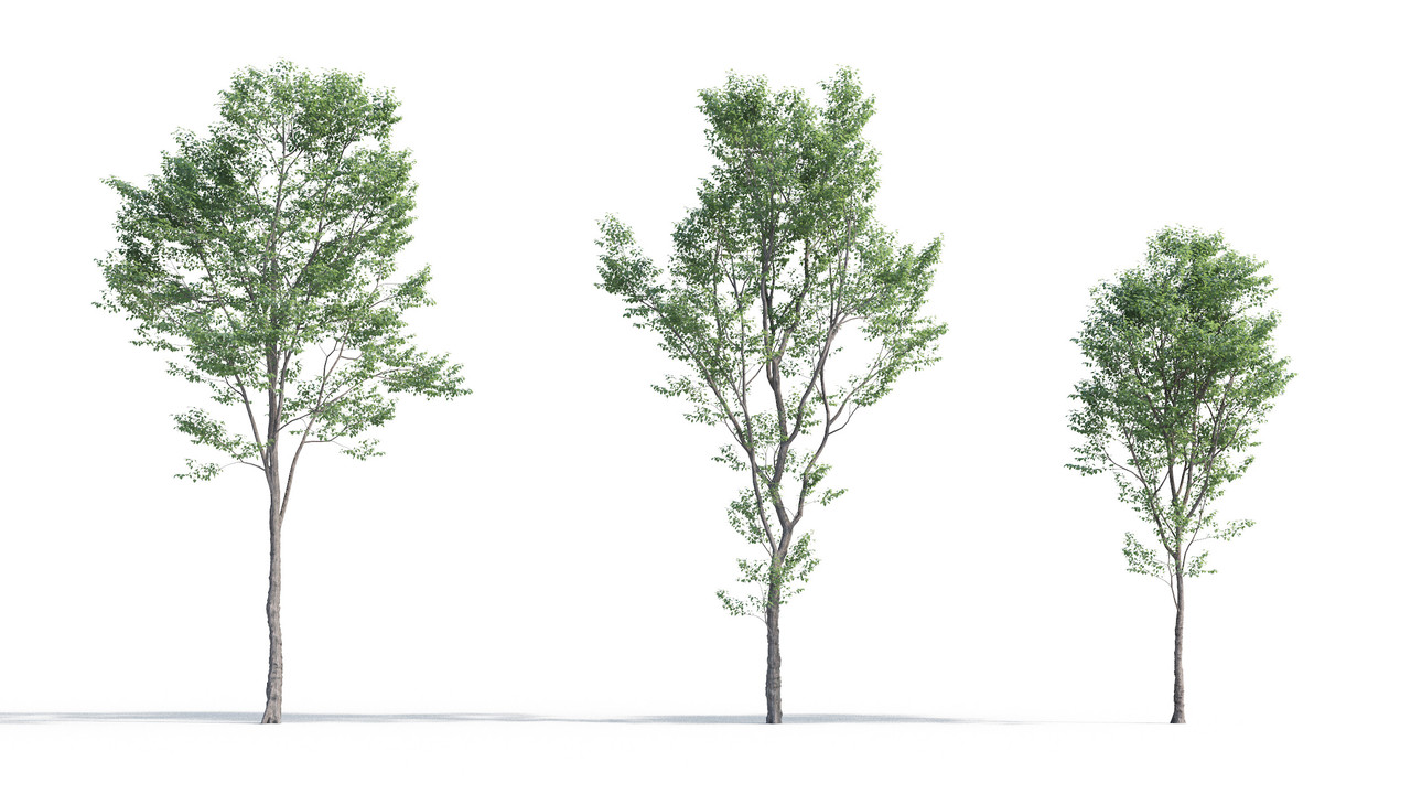 TV-cay_3dsmax_tailieukientruc (8)