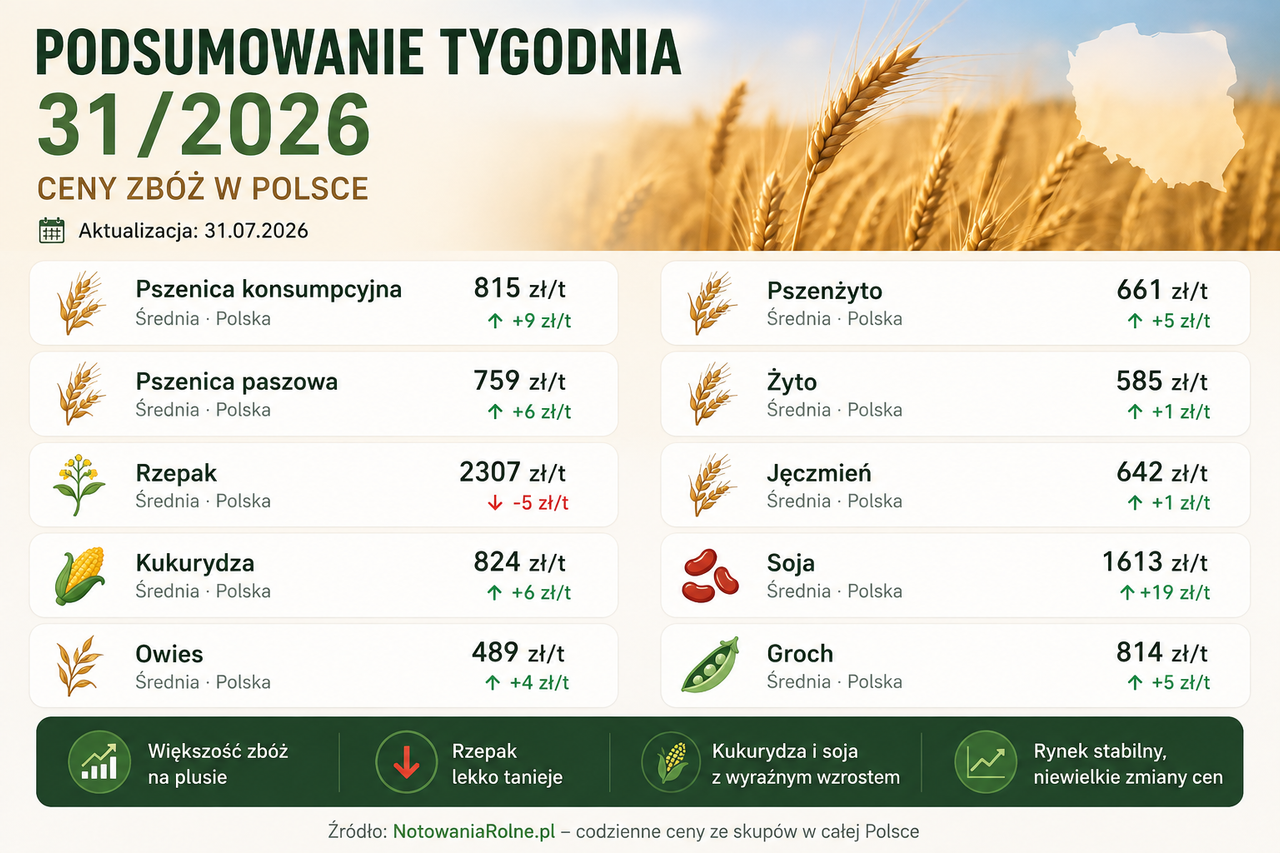 Podsumowanie tygodnia 31/2026 – pszenica nadal w górę, kukurydza odbija, rzepak lekko traci