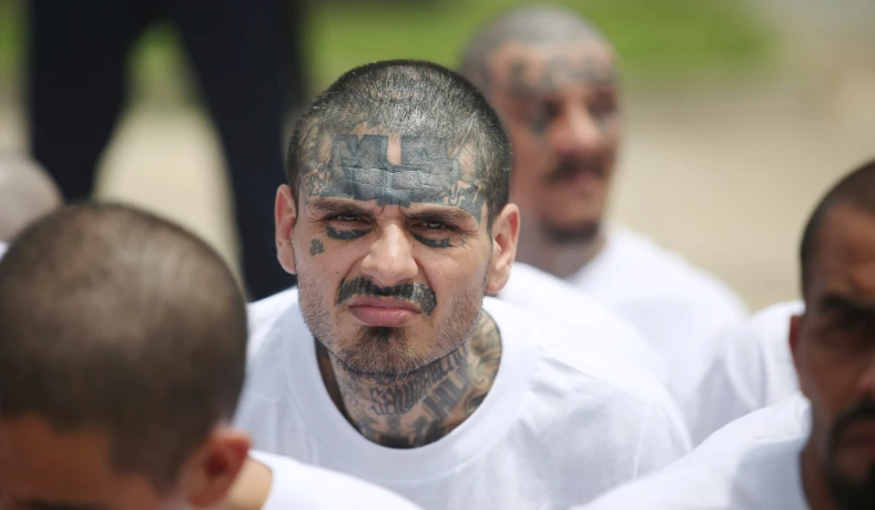 ms-13-animal-image.webp