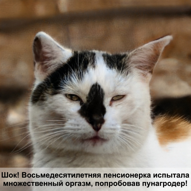 кошка стоит на задних лапах