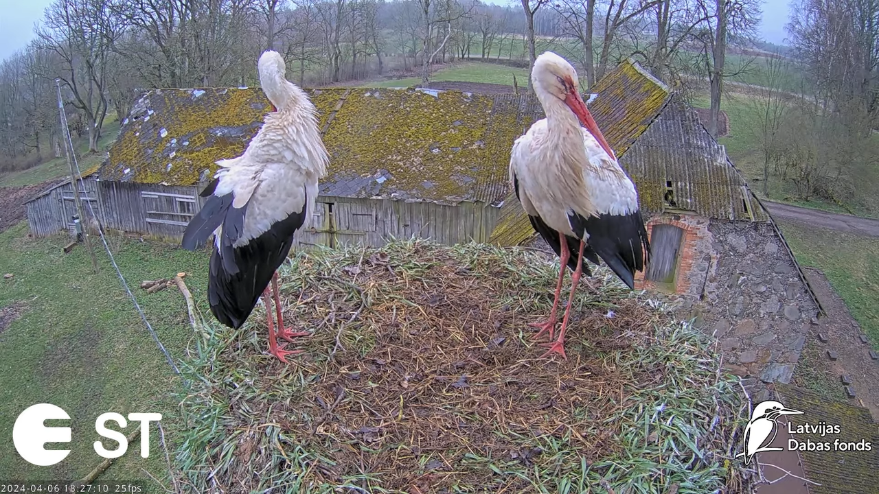 Baltie stārķi (Ciconia ciconia) Tukuma novadā - LDF tiešraide __ White storks in Tukums, Latvia 9-4-